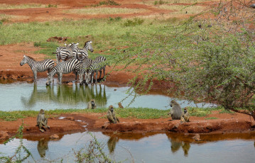 Картинка животные разные+вместе зебры дерево трава песок водоем обезьяны
