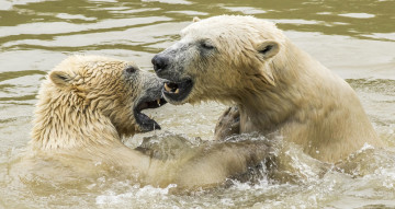 Картинка животные медведи водоем полярные белые двое