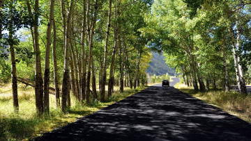 Картинка природа дороги дорога шоссе лето березы