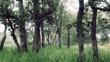 Картинка природа лес туман трава деревья