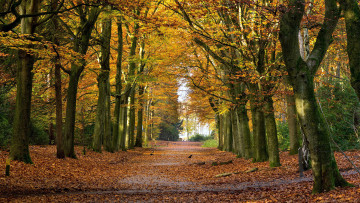 Картинка природа парк листопад листья осень деревья аллея