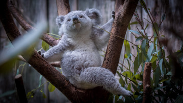 Картинка животные коалы листья дерево коала