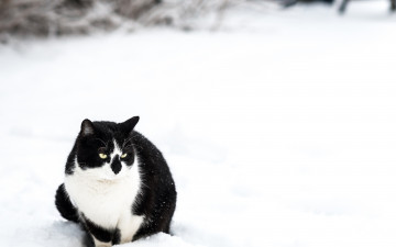 Картинка животные коты снег