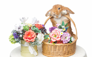 обоя животные, кролики,  зайцы, eggs, кролик, rabbit, happy, цветы, flowers, spring