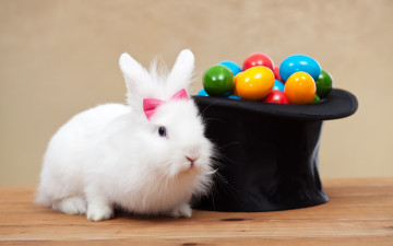 обоя животные, кролики,  зайцы, праздник, кролик, белый, шляпа, spring, eggs, цилиндр