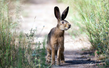 Картинка животные кролики +зайцы природа заяц лето