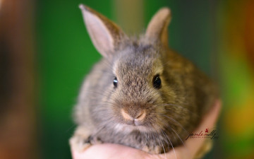 Картинка животные кролики +зайцы рука детеныш кролик макро серый