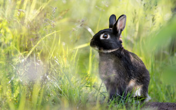 обоя животные, кролики,  зайцы, заяц, фон, природа