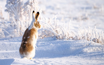 обоя животные, кролики,  зайцы, зима, снег, заяц