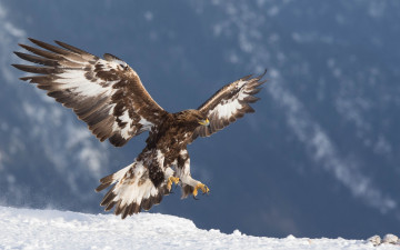Картинка животные птицы+-+хищники golden eagle хищник беркут орел