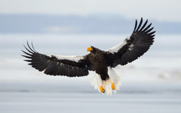 Картинка животные птицы+-+хищники sea eagle полёт птица
