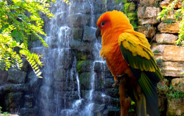 Картинка животные попугаи ветки камни водопад