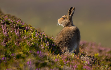 Картинка животные кролики +зайцы пара поле заяц природа трава русак