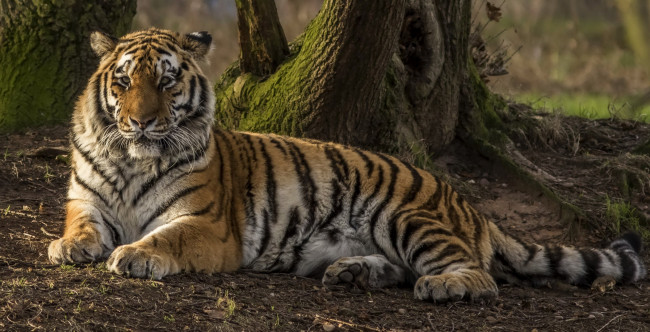 Обои картинки фото животные, тигры, отдых, земля