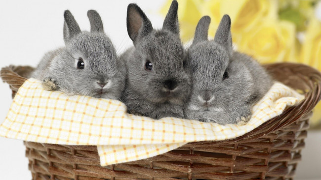 Обои картинки фото животные, кролики,  зайцы, трио, малыши, корзина, серый