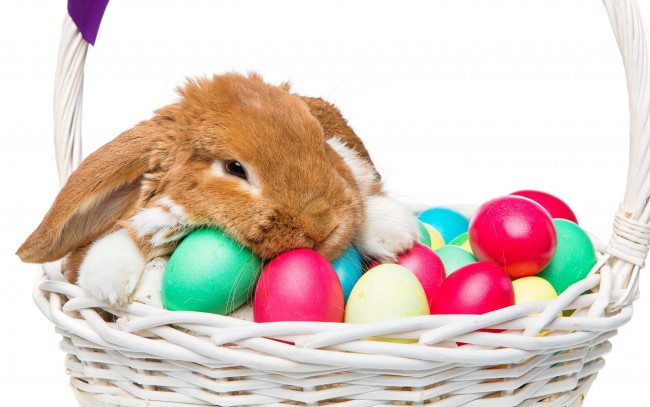 Обои картинки фото животные, кролики,  зайцы, цветы, spring, flowers, eggs, кролик, happy, rabbit