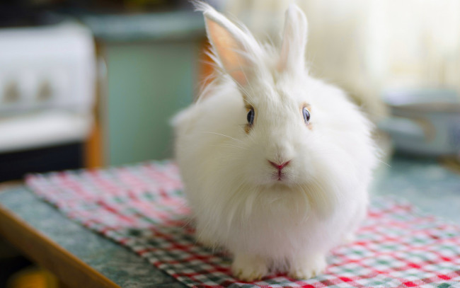 Обои картинки фото животные, кролики,  зайцы, fluffy, пушистый, rabbit, заец, bunny, белый, кролик