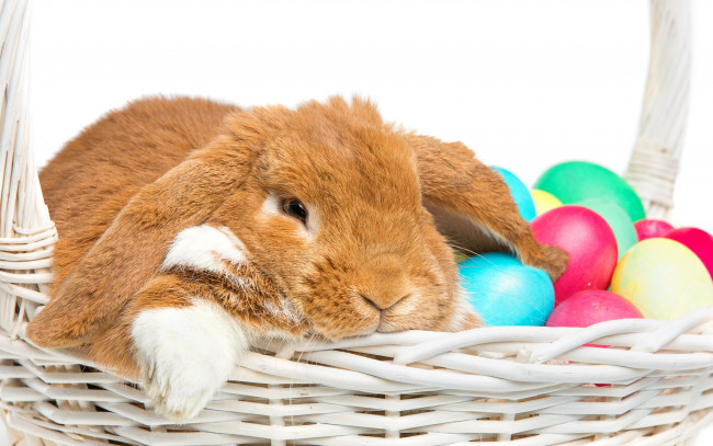 Обои картинки фото животные, кролики,  зайцы, happy, кролик, eggs, spring, яйца, крашеные, rabbit