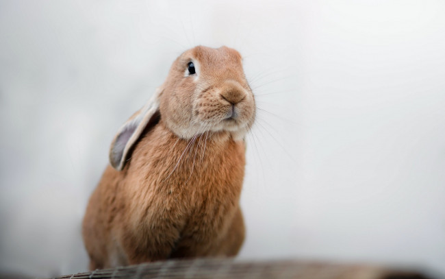 Обои картинки фото животные, кролики,  зайцы, природа, фон, кролик