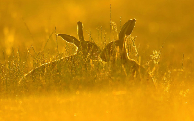 Обои картинки фото животные, кролики,  зайцы, природа, трава, русак, пара, заяц, поле