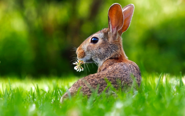 Обои картинки фото животные, кролики,  зайцы, уши, трава, цветок, заяц