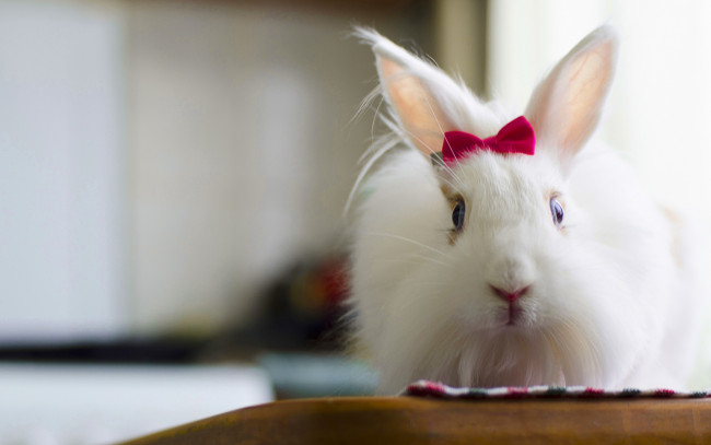 Обои картинки фото животные, кролики,  зайцы, заец, пушистый, красивая, bunny, милый, rabbit, fluffy, белый, кролик, бантик