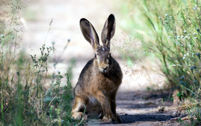 Обои картинки фото животные, кролики,  зайцы, заяц, природа, лето