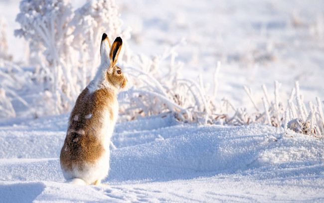 Обои картинки фото животные, кролики,  зайцы, зима, снег, заяц
