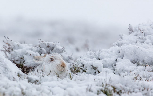 Обои картинки фото животные, кролики,  зайцы, зима, природа, заяц