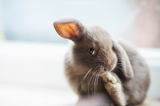 Обои картинки фото животные, кролики,  зайцы, взгляд, фон, кролик