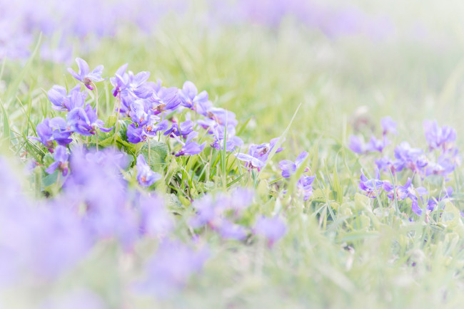 Обои картинки фото цветы, фиалки, весна, кустики, трава, фиалка