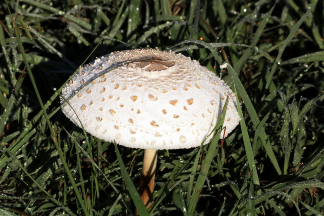 Обои картинки фото природа, грибы, роса, капли, трава, зонтик, гриб