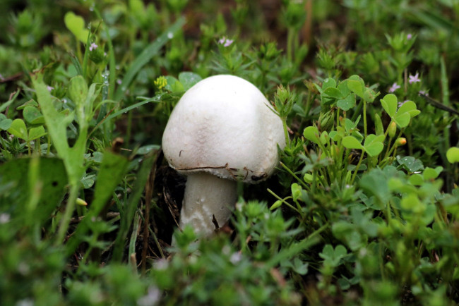 Обои картинки фото природа, грибы, трава, грибок, шляпка