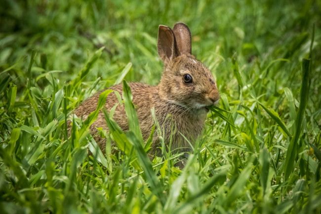 Обои картинки фото животные, кролики,  зайцы, кролик, уши, трава