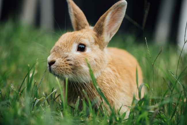 Обои картинки фото животные, кролики,  зайцы, трава, кролик, ушки