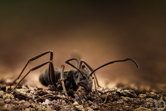 Обои картинки фото животные, муравьеды, фон, макро, муравей