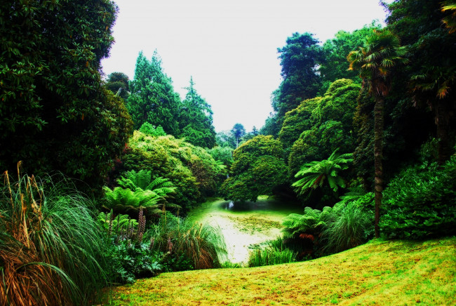 Обои картинки фото природа, парк, деревья, пальмы, растения, водоем