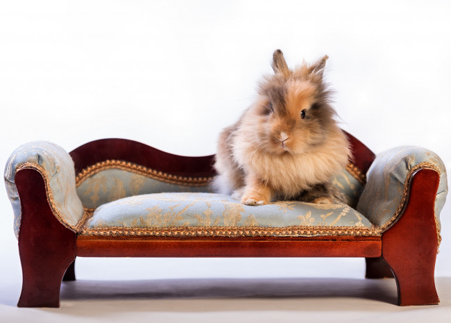 Обои картинки фото животные, кролики,  зайцы, диванчик, пушистый, кролик