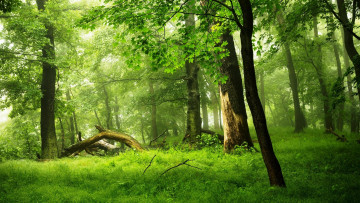 Картинка природа лес трава