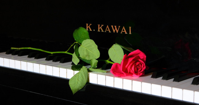 Обои картинки фото музыка, -музыкальные инструменты, клавиши, роза, цветок, пианино