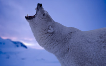 Картинка животные медведи взгляд полярный медведь морда
