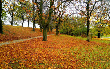 Картинка природа парк осень листопад