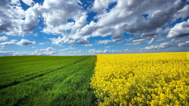 Обои картинки фото природа, поля, зеленое, поле, желтое, рапс, облака