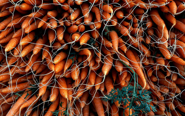 Обои картинки фото еда, морковь, корнеплоды, урожай