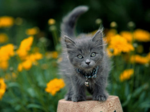 Картинка garden keeper gray kitten животные коты