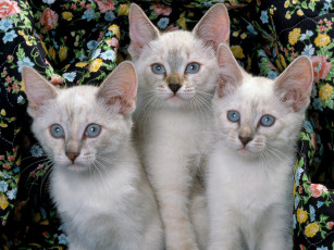 Картинка siamese kittens животные коты