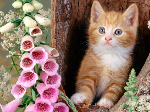 Обои картинки фото ginger, cat, and, foxgloves, животные, коты