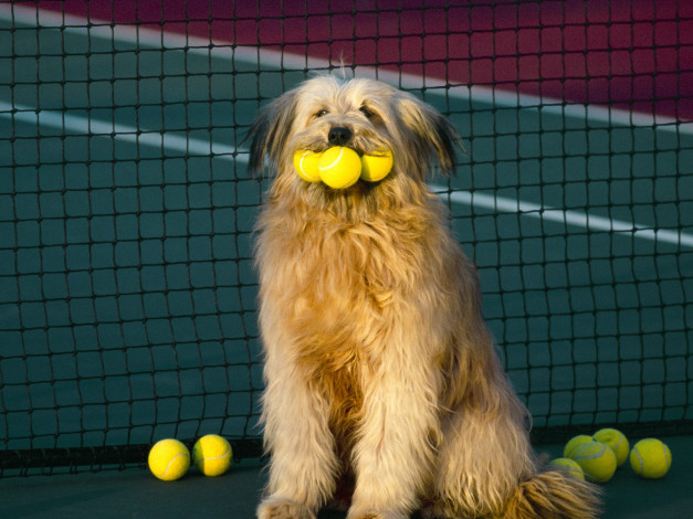 Обои картинки фото tennis, anyone, животные, собаки