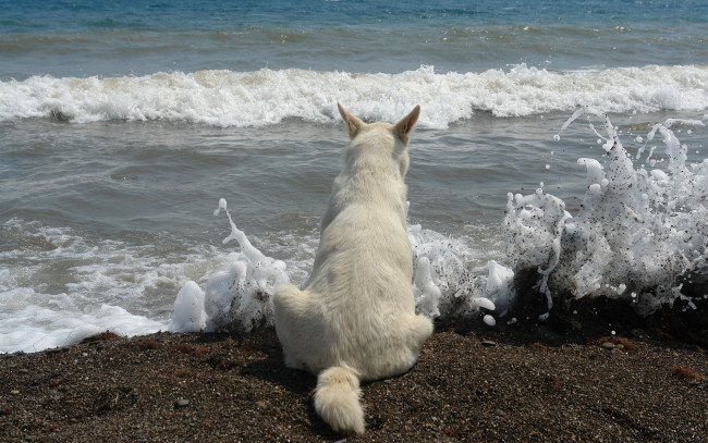 Обои картинки фото abc0009, созерцатель, животные, собаки, собака, волны, берег, море