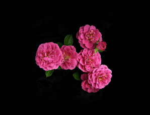 Картинка цветы розы фон чёрный розовый лепестки